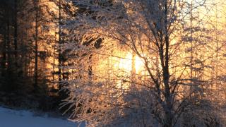 Talvinen metsänreuna, jonka takaa pilkottaa aurinko.