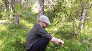 Mies marjastamassa metsässä.