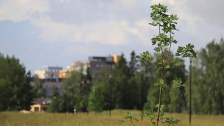 Puuntaimi, jonka takana näkyy peltoa ja taloja