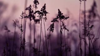 Hämärästi valaistu kukkaniitty, purppurainen sävy.